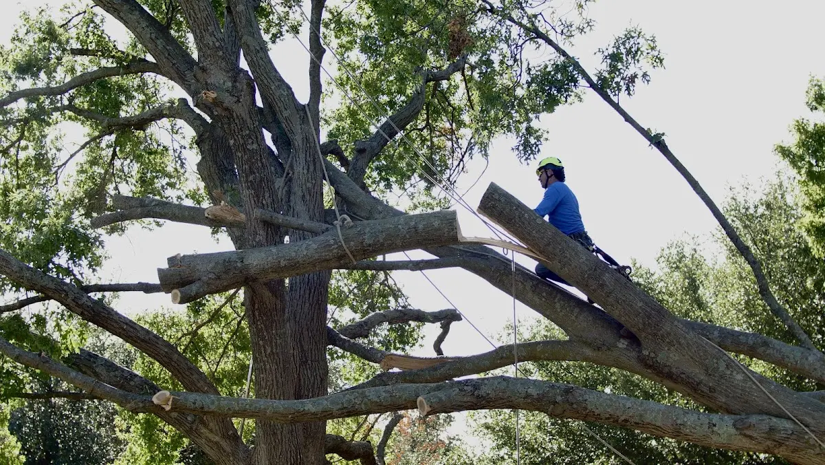 Professional Crown Thinning performed by certified arborists in Attica
